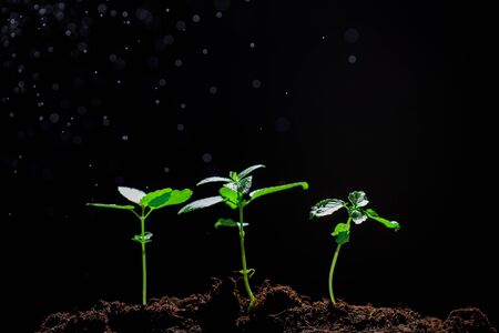The seedling are growing from the rich soil to the morning sunlight that is shining, ecology concept.の写真素材