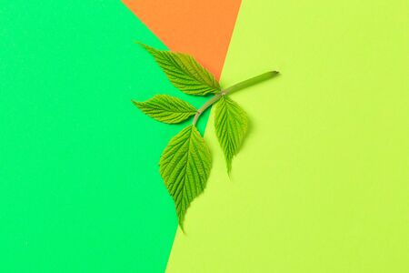 Green leaf on color background  - Image