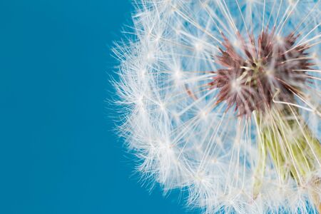 Dandelion clock, close-up, macro - Imageの写真素材
