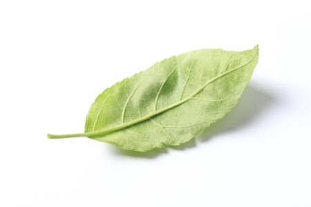 Green leaf. Isolated on a white. - Image