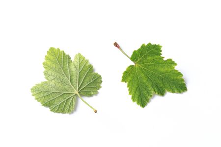Green leaf. Isolated on a white. - Image