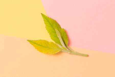 Green leaf on color background  - Imageの写真素材