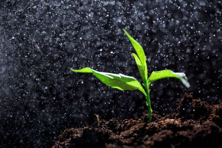 The seedling are growing from the rich soil to the morning sunlight that is shining, ecology...