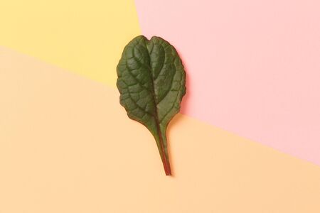 Green leaf on color background  - Imageの写真素材