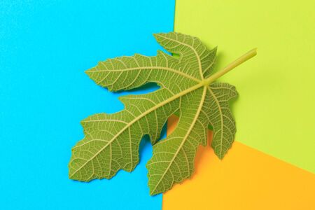 Green leaf on color background  - Imageの写真素材
