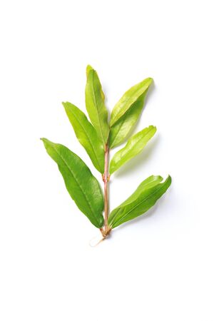 Green leaf. Isolated on a white. - Imageの写真素材