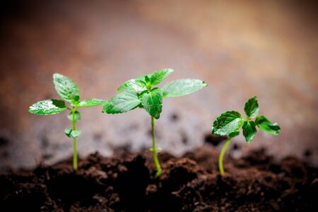 The seedling are growing from the rich soil to the morning sunlight that is shining, ecology...