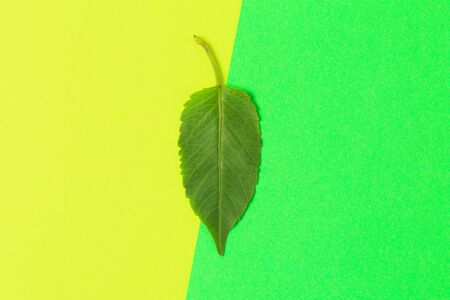 Green leaf on color background  - Imageの写真素材