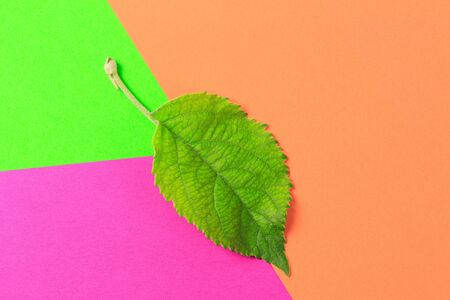 Green leaf on color background  - Imageの写真素材