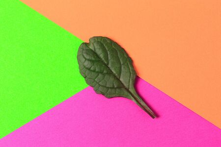 Green leaf on color background  - Image