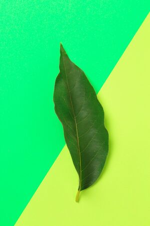 Green leaf on color background  - Imageの写真素材