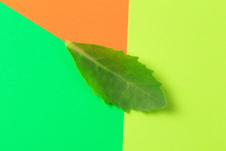 Green leaf on color background  - Imageの写真素材