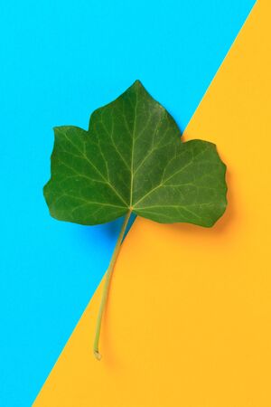 Green leaf on color background  - Imageの写真素材