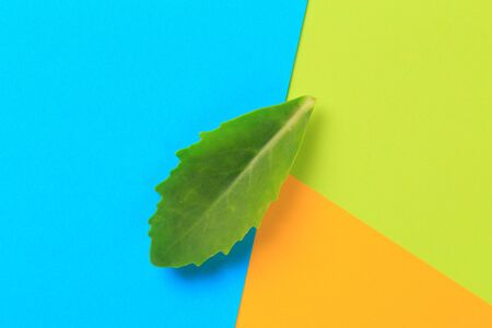 Green leaf on color background  - Image