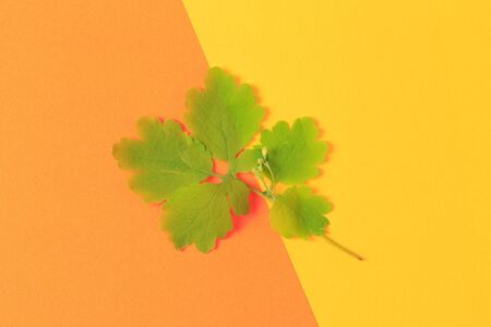 Green leaf on color background  - Imageの写真素材