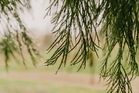 sequoia crown in raining day with drops of waterの写真素材