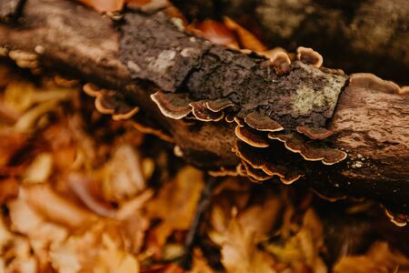 mushrooms or fungus on a treeの写真素材