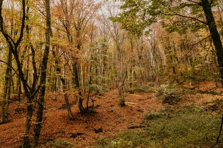 Beautiful day in the misty autumn forest with creekの写真素材
