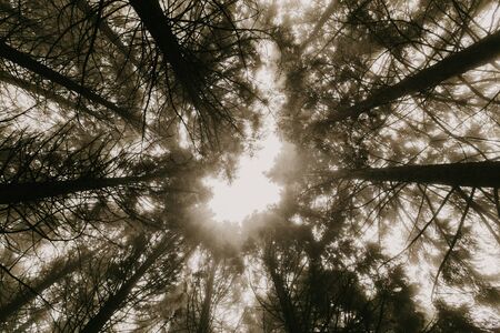 Trail through a mysterious dark old forest in fog. Autumn morning in Crimea. Magical atmosphere. Fairytaleの写真素材
