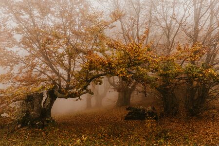 Trail through a mysterious dark old forest in fog. Autumn morning in Crimea. Magical atmosphere. Fairytaleの写真素材