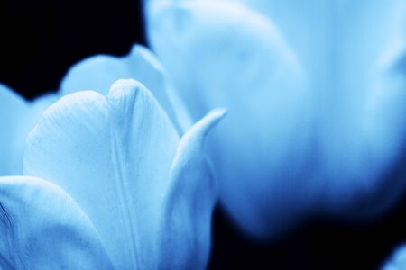 flowers, beautiful floral background in blue color. Web banner, greeting card idea. Concept color of Year 2020の写真素材