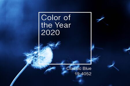 Top view Dandelion flying on green background  minimalistic background. backdrop concept.  Web banner, greeting card idea. Concept color of Year 2020の写真素材