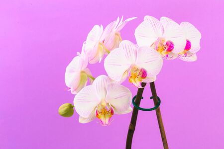 white orchid close up view on pastel pink  background.の写真素材