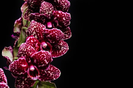 doted purple orchid close up view on black background.の写真素材