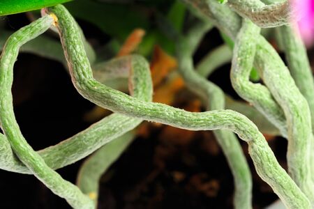 Beautiful root orchids, selective focus for backgroundの写真素材