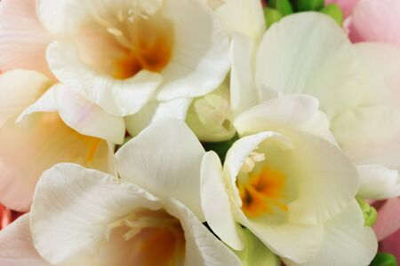 spring Flower white  color close-up. Background.の写真素材