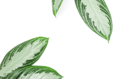 tropical leaves isolated on white background with text place