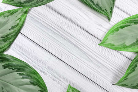 tropical leaves  on white wooden background with text place  - Image