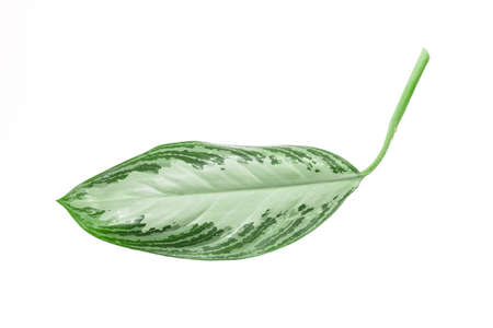 tropical leaves isolated on white background with text place