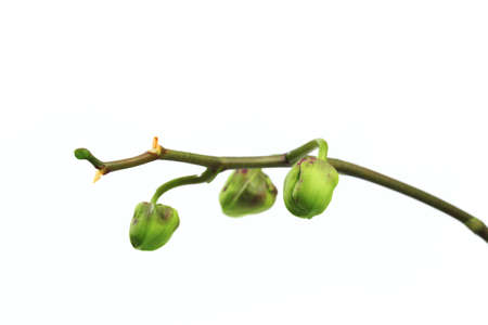 start of blooming orchid isolated on a white background.の写真素材