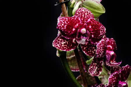 doted purple orchid close up view on black background.の写真素材