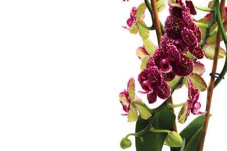 doted violet  orchid isolated on a white background.の写真素材