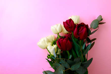 tulips  on pink background. Stylish soft image of spring flowers. Happy womens day. Happy Mothers dayの写真素材