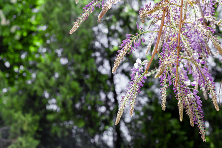blooming wisteria in spring in the gardenの写真素材