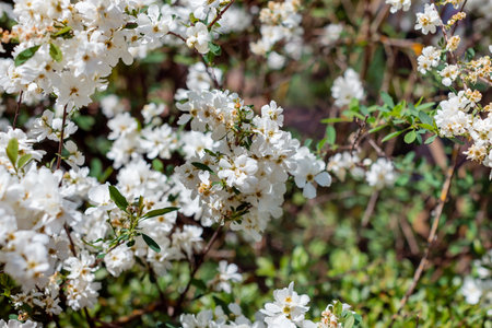 apple blossom in the garden spring time