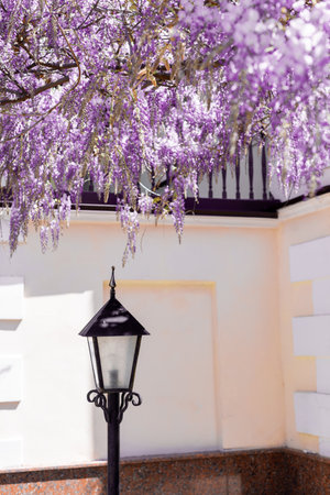blooming wisteria in spring in the gardenの写真素材