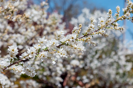 apple blossom in the garden spring time