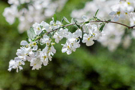 blossom in the garden spring timeの写真素材