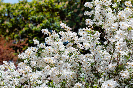 apple blossom in the garden spring time