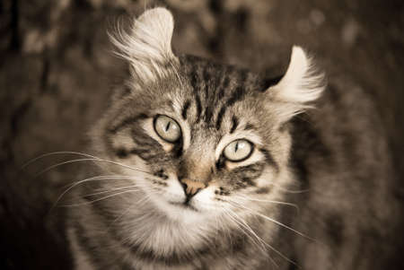 ÐÐ¼ÐµÑÐ¸ÐºÐ°Ð½ÑÐºÐ¸Ð¹ ÐºÐµÑÐ»の写真素材