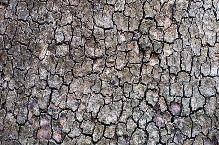 Tree Bark. Detailed.Texture effect.