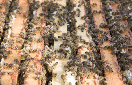 Busy bees, close up view of the working bees on honeycomb. Bees close up showing some animals and...
