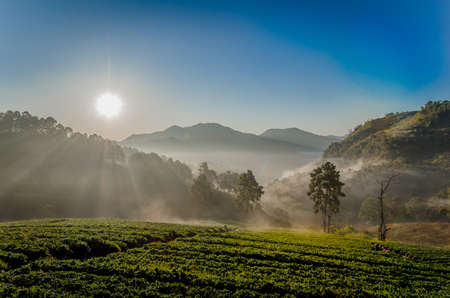 Tourists enjoys morning light with sea of fog at Doi Angkhang Strawberry farm