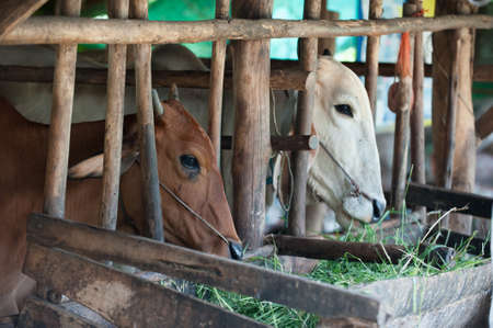 Thai cows feeding hay in the farmの写真素材