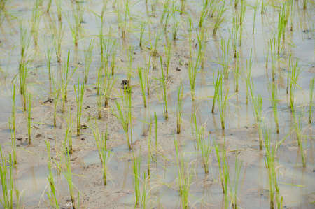 paddy field