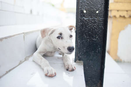 White dog in outdoorの写真素材